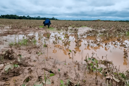 Agricultura