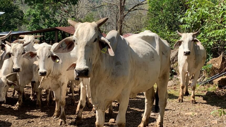 Rabia paralítica bovina: SENASA activa protocolo en Upala