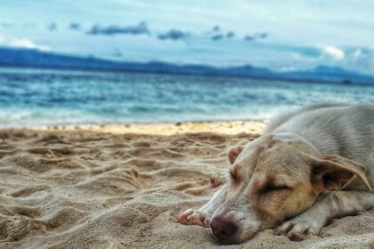 ¿Viajás con tus mascotas? Evitá estos errores fatales en la playa o montaña