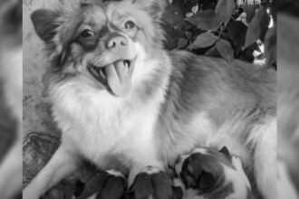 maltrato