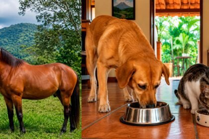 ¡Atención peregrinos! La fuerte advertencia de SENASA sobre llevar mascotas a Cartago