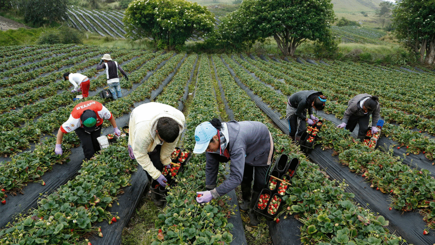 INS Riesgos del Trabajo, días de incapacidad 2024, seguridad laboral agrícola, prevención de accidentes agro