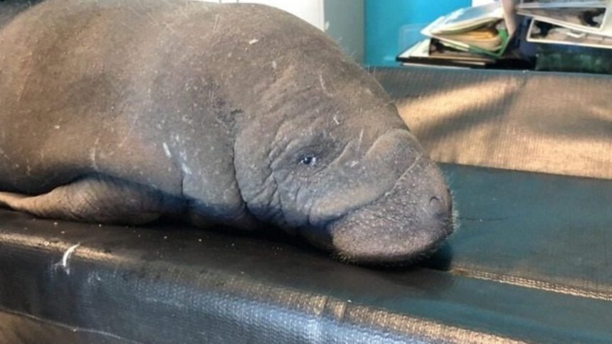 Manatí bebé rescatado por primera vez en Costa Rica