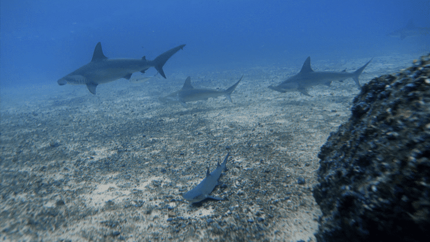 ataque de tiburón en Costa Rica