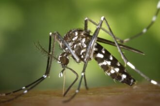 caso de Chikungunya