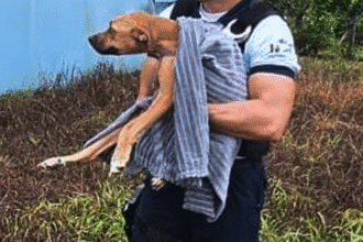 Policía Turística rescata perro abandonado en Golfito.