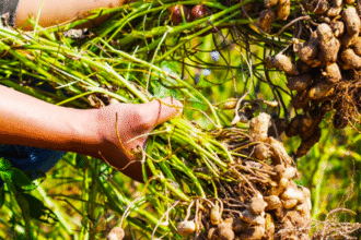 cultivar maní