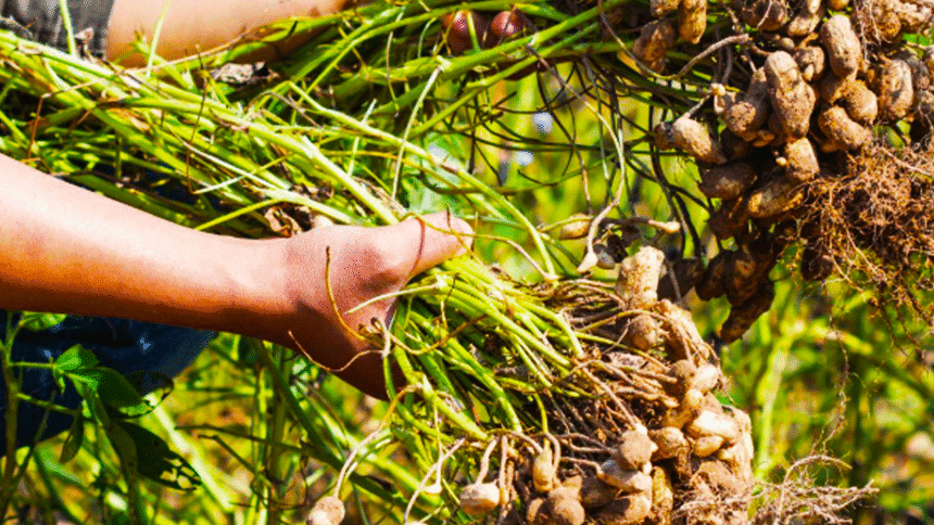 cultivar maní