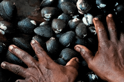 ¡Ya es seguro! Regresa la venta de pianguas y mejillones a Puntarenas este 2026