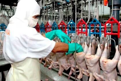 mercado al pollo