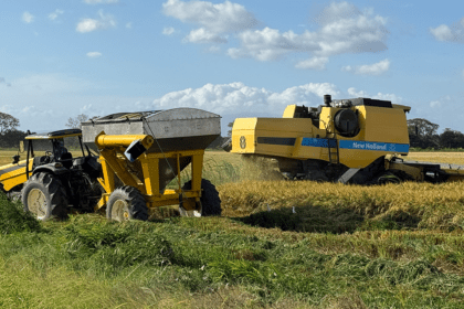 PRODUCTORES DE ARROZ