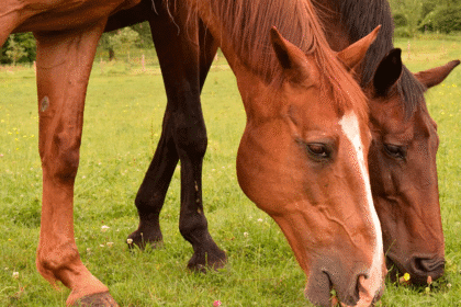 Tripanosomiasis en caballos Costa Rica casos SENASA
